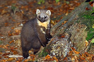 Marten (genus Martes)